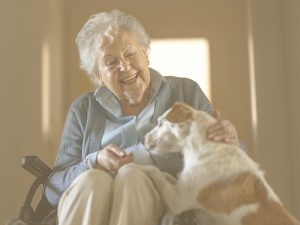 En la imagen podemos ver a una anciana que, sentada en una silla de ruedas en el pasillo de su casa, acaricia a su perro, apoyado en sus rodillas. La mujer sonríe mientras observa al animal. El contacto con animales, siempre y cuando a nuestro familiar le gusten y no sea algo impuesto, puede aportar múltiples beneficios, tanto emocionales, como cognitivos, físicos y sociales.